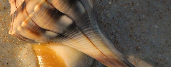 моллюск трубач