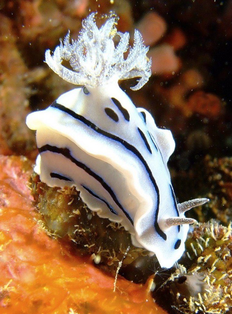 моллюск голубой