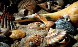как выглядят разнообразные моллюски