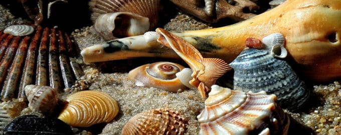 как выглядят разнообразные моллюски