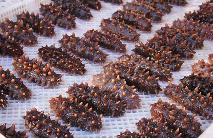 несколько трепангов