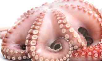 крупный осьминог