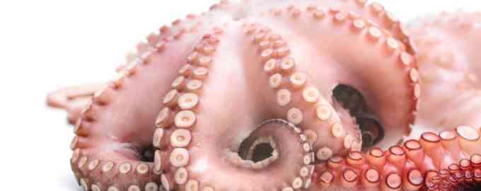 крупный осьминог