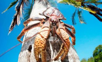 Пальмовый краб