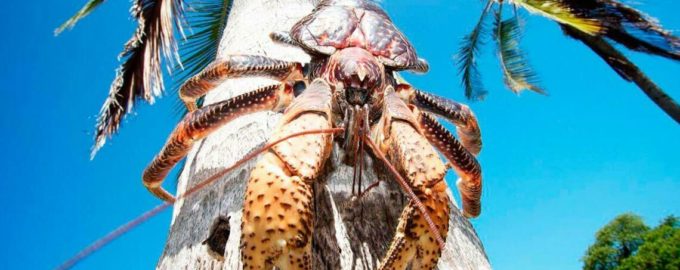 Пальмовый краб