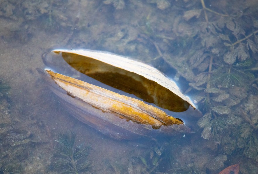 мидия в воде