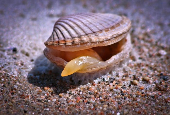 Равнозубые