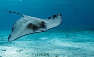 скат плавает в воде