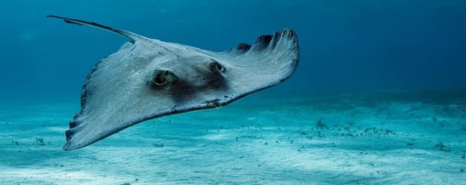 скат плавает в воде