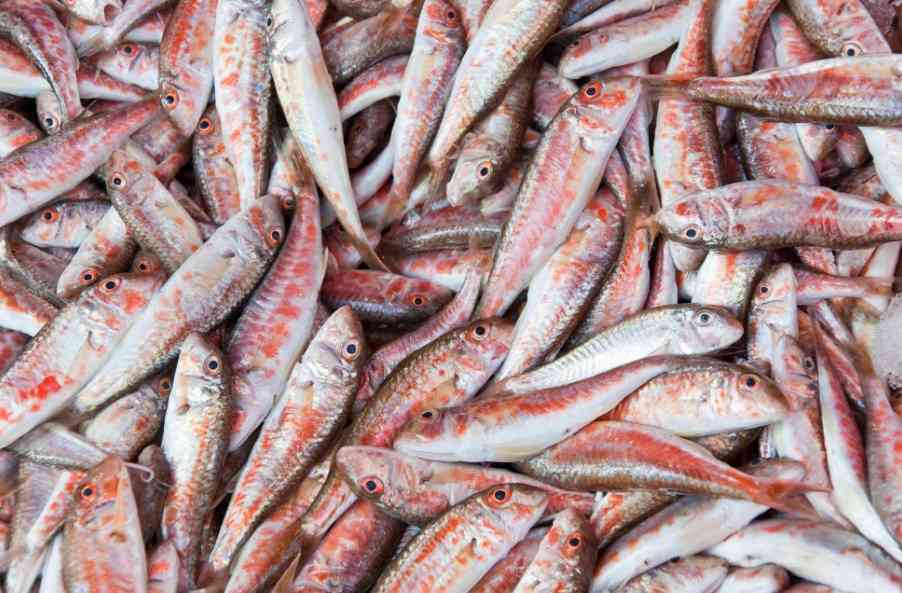 свежая рыба