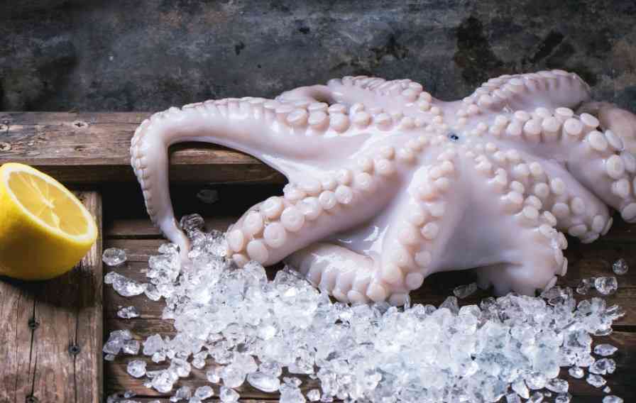 осьминог на льду