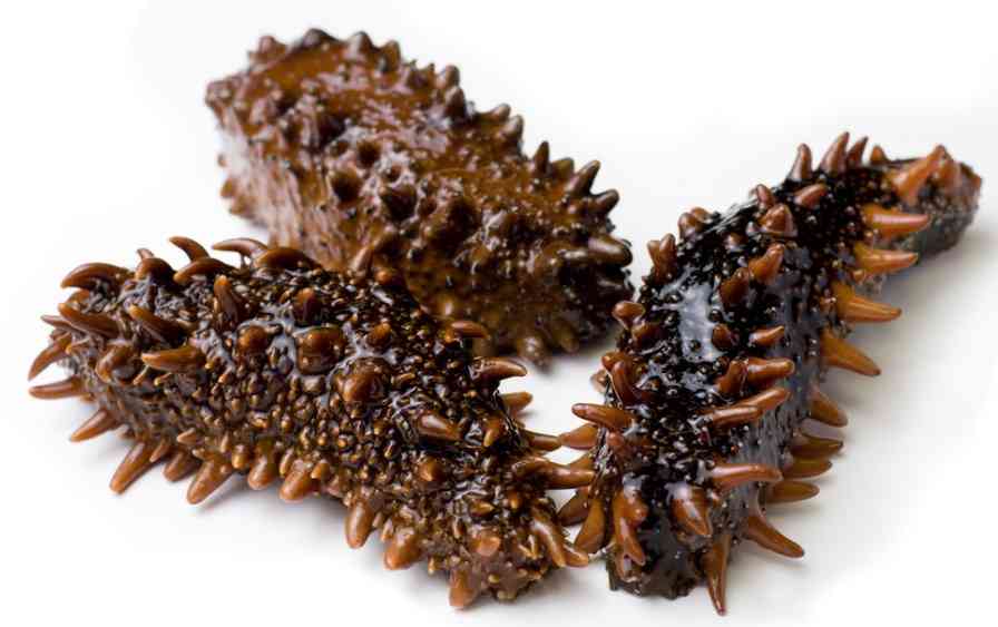 морские огурцы 