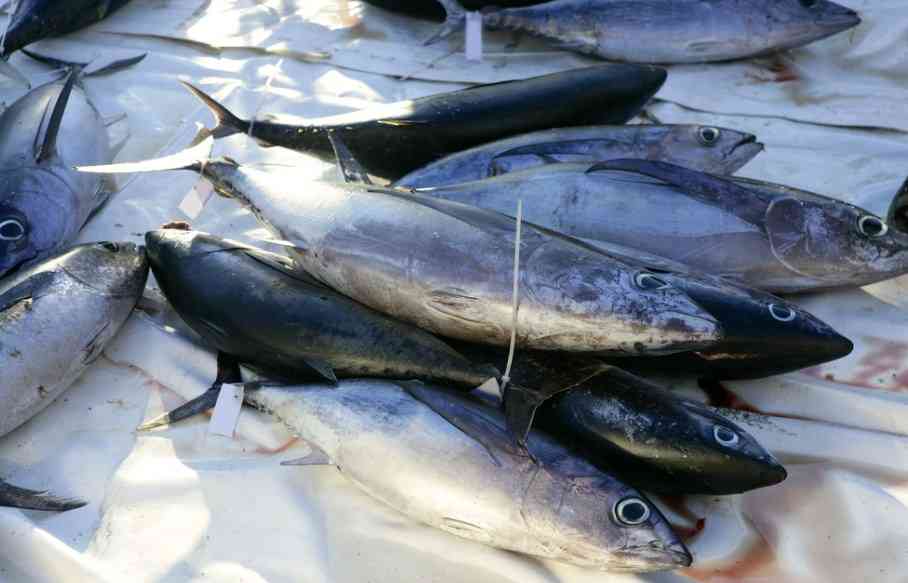 как выглядит пеламида