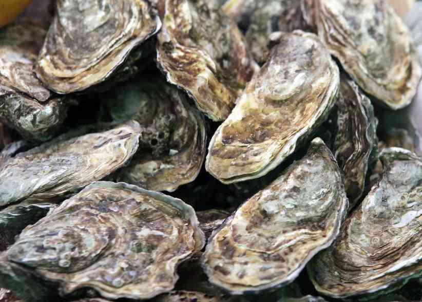 свежие устрицы