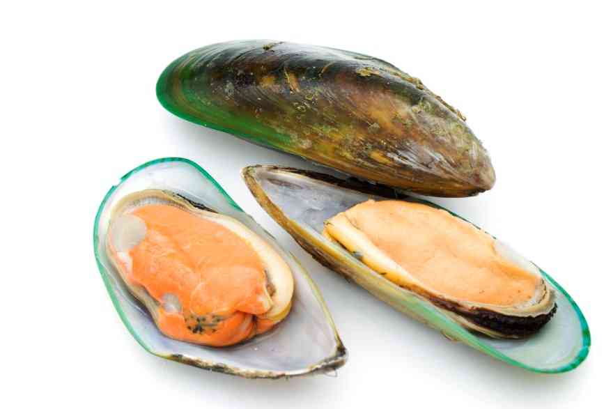 мидии зеленого цвета