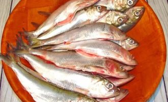 Что за рыба пузанок азовский