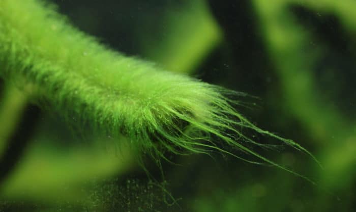 как бороться с нитчаткой 