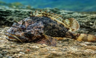 морской ерш на дне