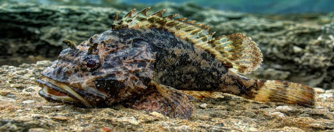 морской ерш на дне