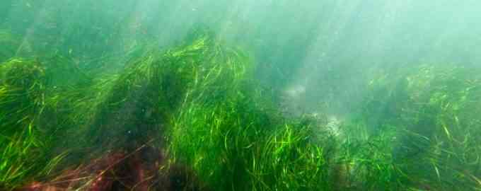 водоросли