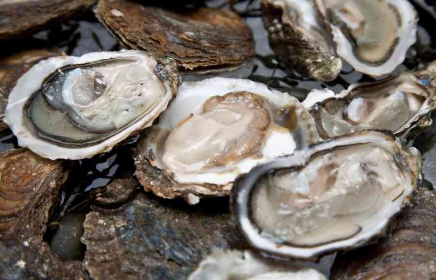 как выглядят устрицы