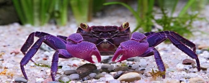 внешний вид аквариумного краба