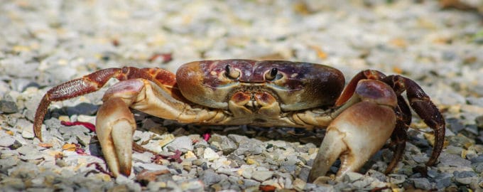 краб на суше