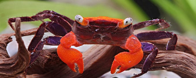 краб красный дяьвол