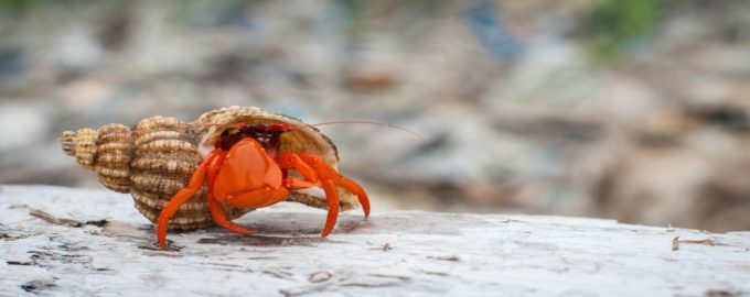 внешний вид краба отшельника