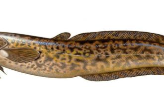 как выглядит налим