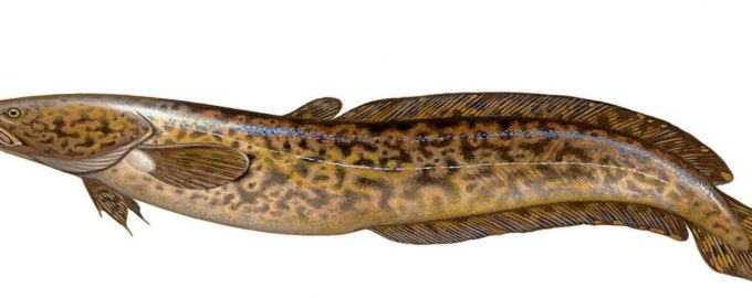 как выглядит налим