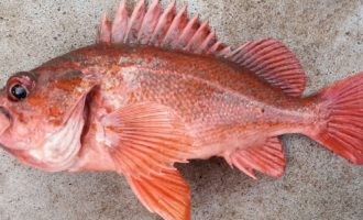 морской окунь