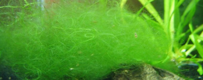 как выглядят нитчатые водоросли