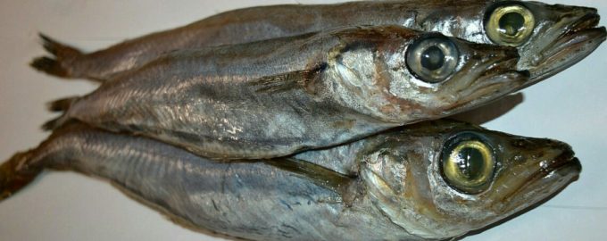 как выглядит рыба путассу