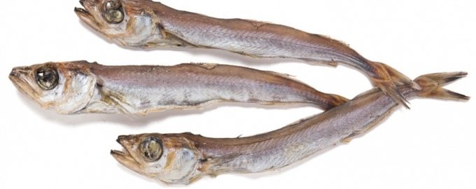 как выглядит путассу