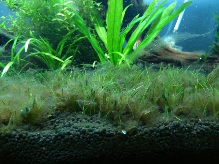 Ризоклониум