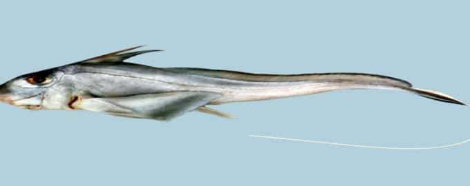 как выглядит рыба заяц