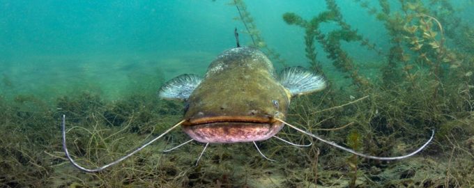 как выглядит сом