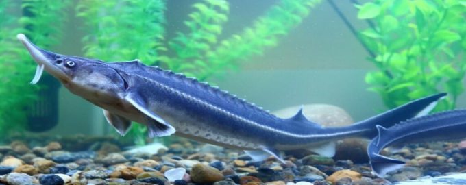 особенности внешнего вида стерляди