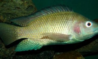тилапия