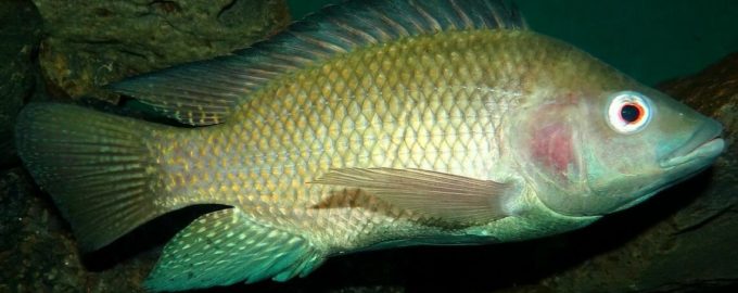 тилапия