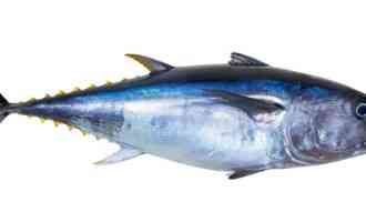 внешний вид тунца