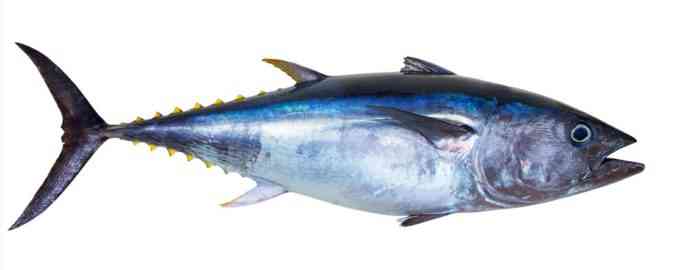 внешний вид тунца