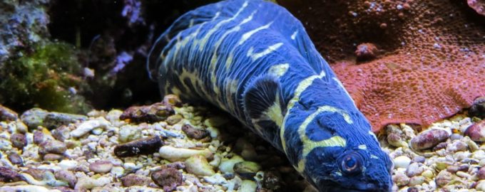 особенности строения рыбы угорь