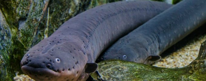 внешний вид угря