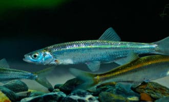 небольшая рыба-уклейка