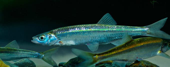 небольшая рыба-уклейка