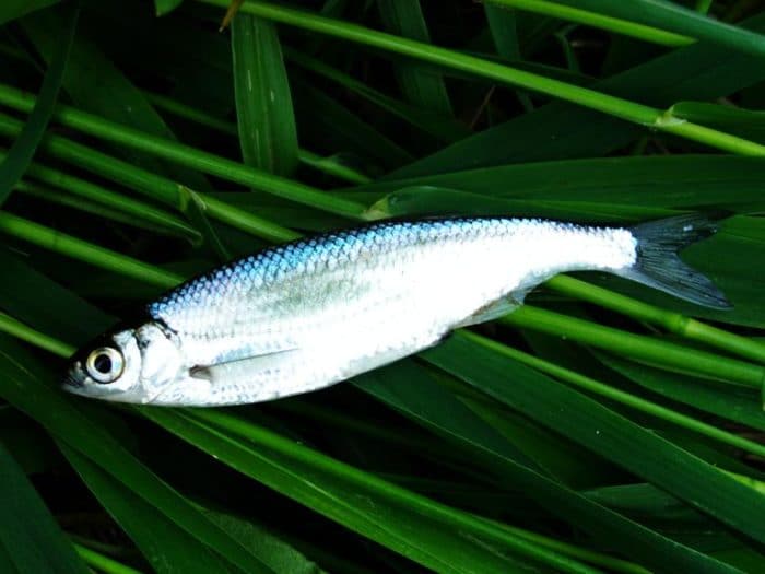 рыба уклейка