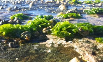 растущая ульва