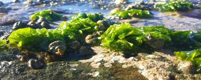 растущая ульва